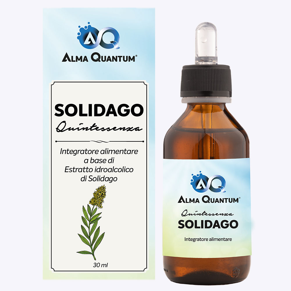 Solidago